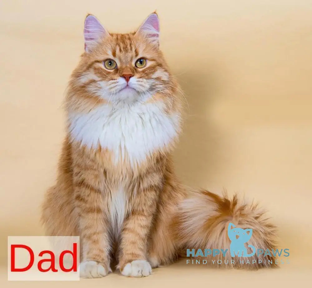 Yuan Siberian male black spotted tabby live animals