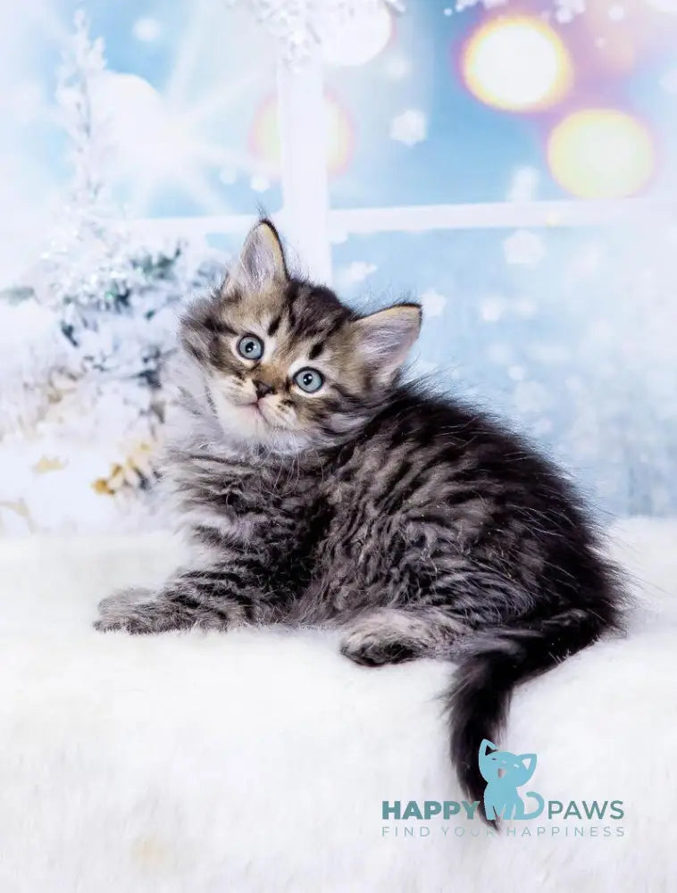 Yuan Siberian male black spotted tabby live animals