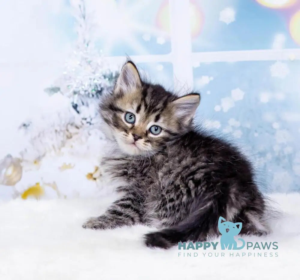 Yuan Siberian male black spotted tabby live animals