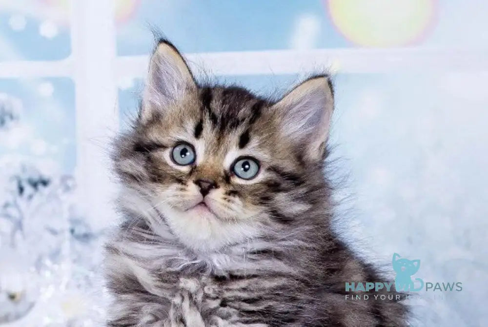 Yuan Siberian male black spotted tabby live animals