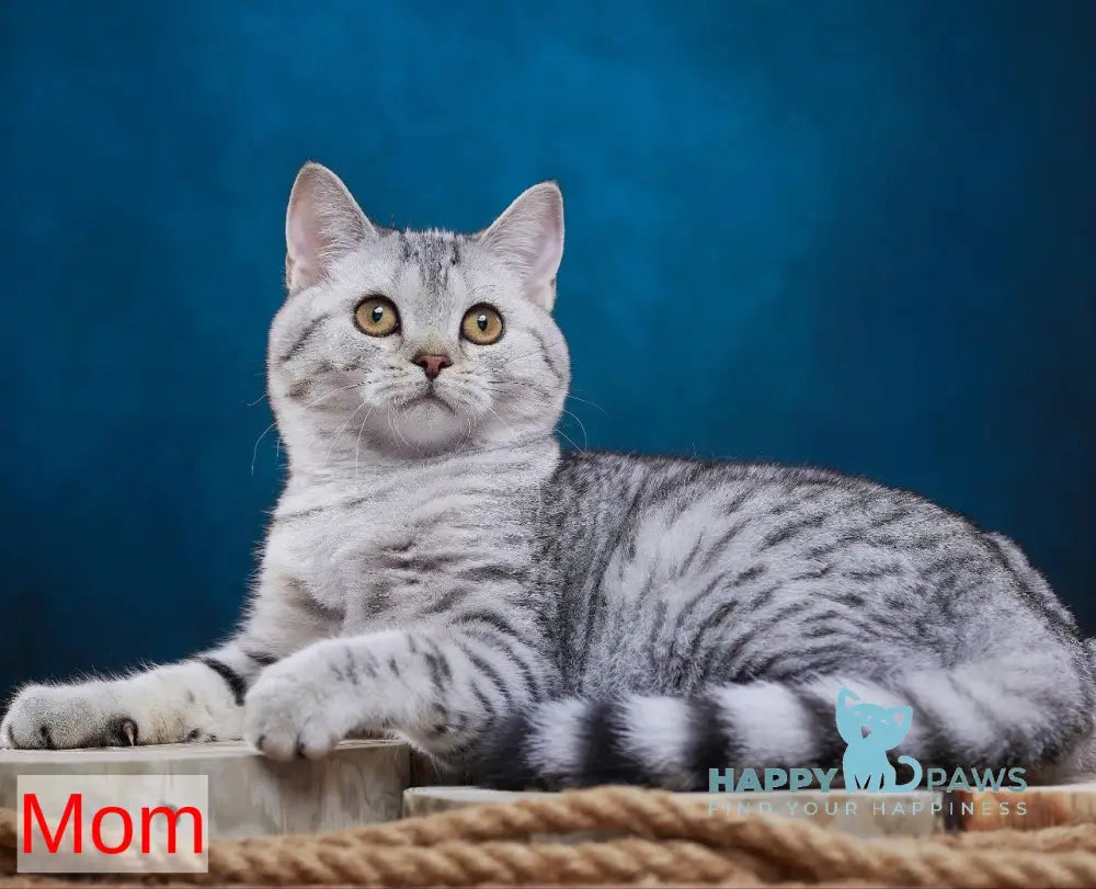 Yucatan Munchkin male blue silver ticked tabby - live animals