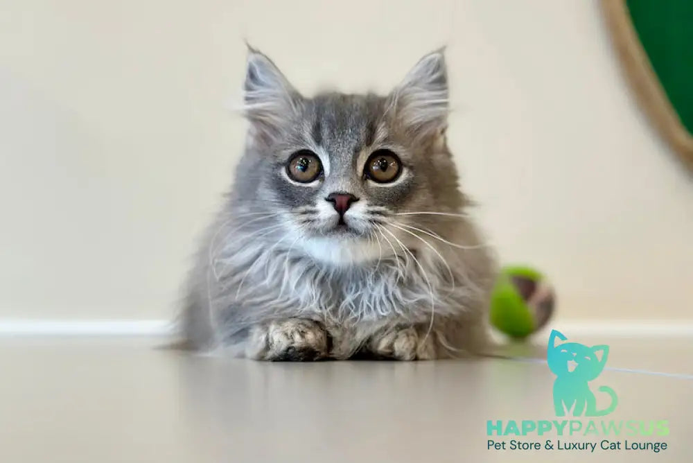 Yucatan Munchkin male blue silver ticked tabby - live animals