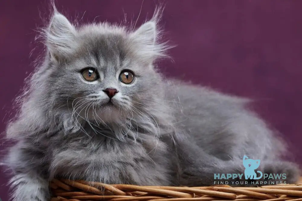 Yucatan Munchkin male blue silver ticked tabby - live animals