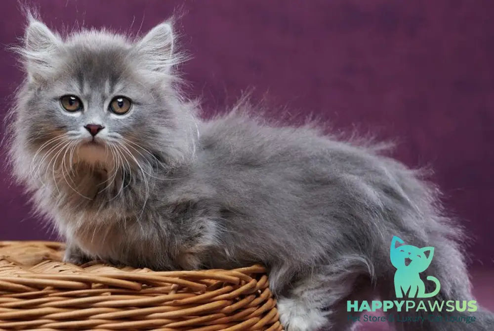 Yucatan Munchkin male blue silver ticked tabby - live animals