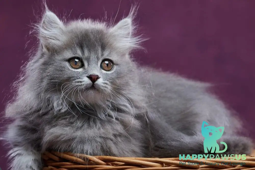 Yucatan Munchkin male blue silver ticked tabby - live animals