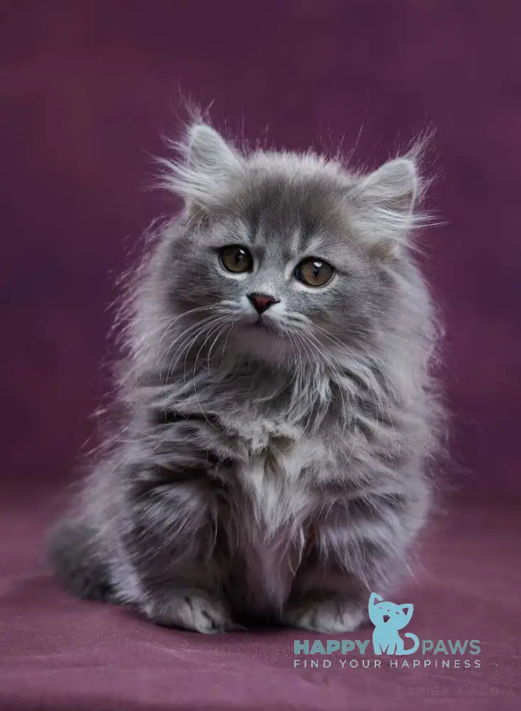 Yucatan Munchkin male blue silver ticked tabby - live animals