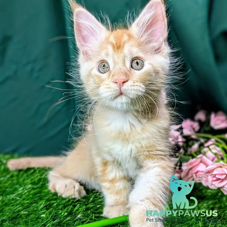 Yucca Maine Coon female red tabby - live animals