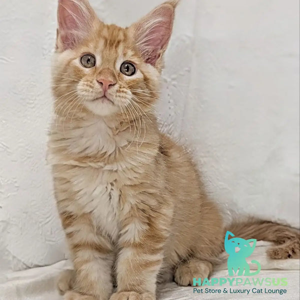 Yucca Maine Coon female red tabby - live animals