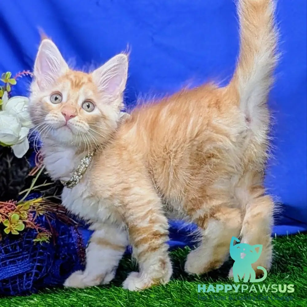 Yucca Maine Coon female red tabby - live animals