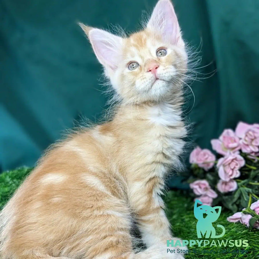 Yucca Maine Coon female red tabby - live animals