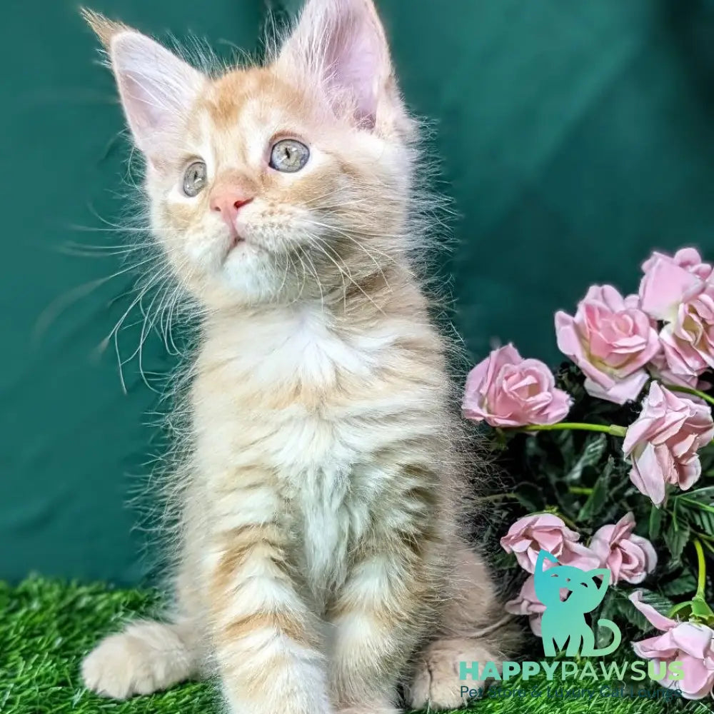 Yucca Maine Coon female red tabby - live animals