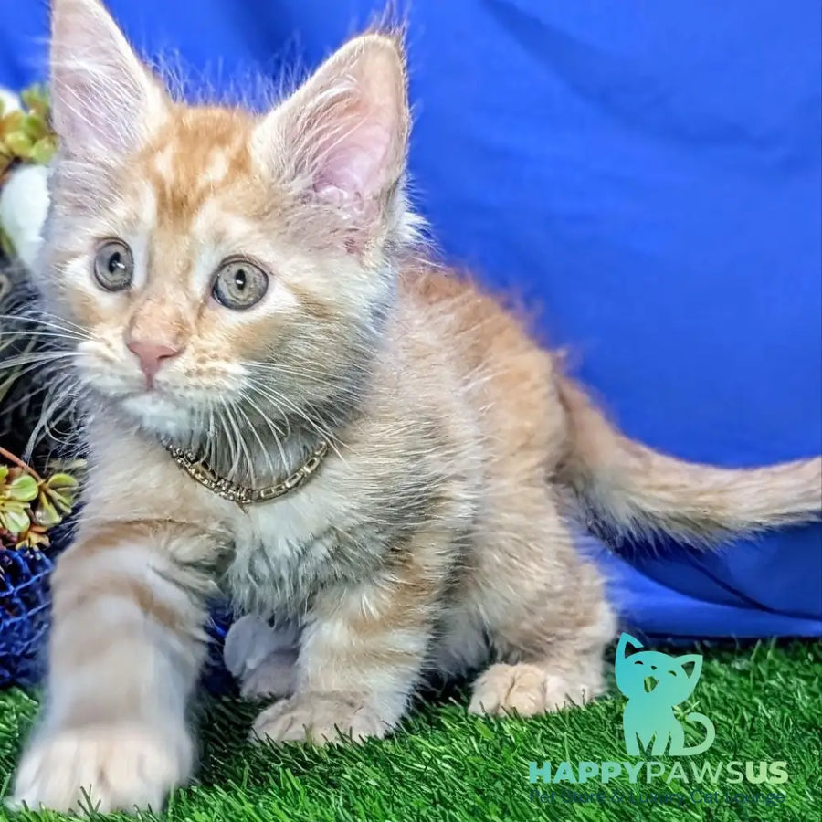 Yucca Maine Coon female red tabby - live animals