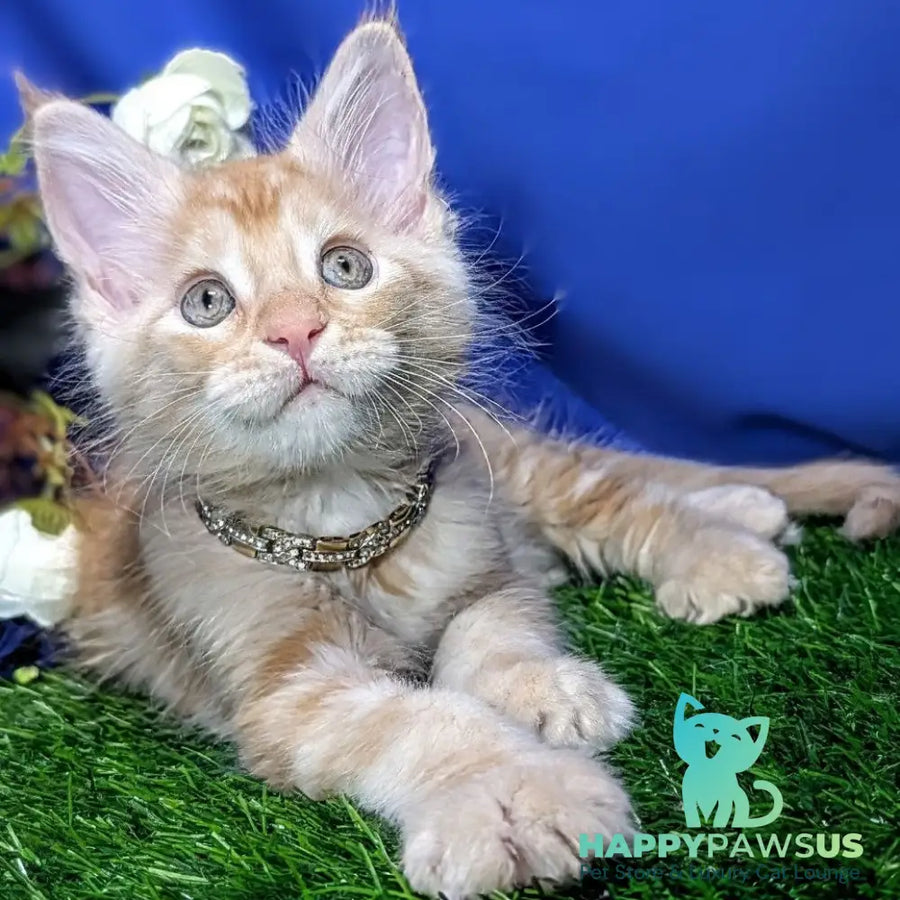 Yucca Maine Coon female red tabby - live animals