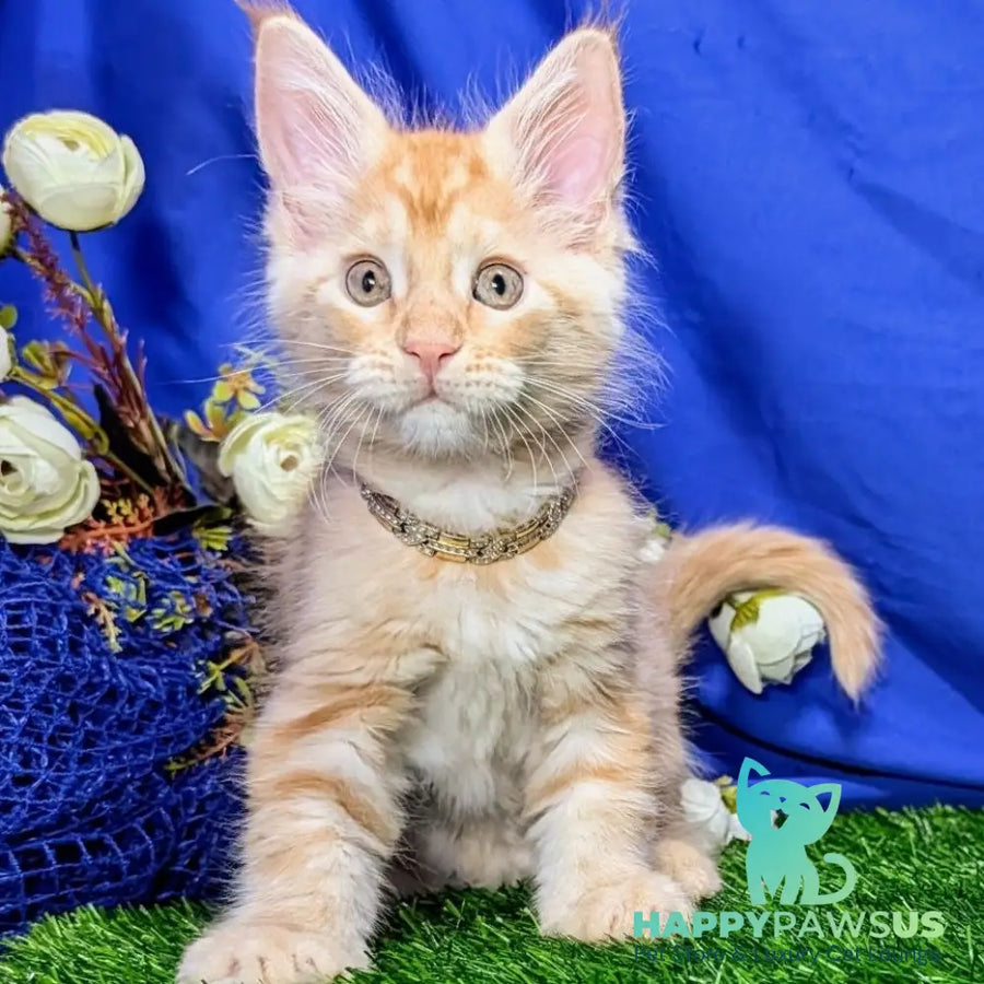 Yucca Maine Coon female red tabby - live animals