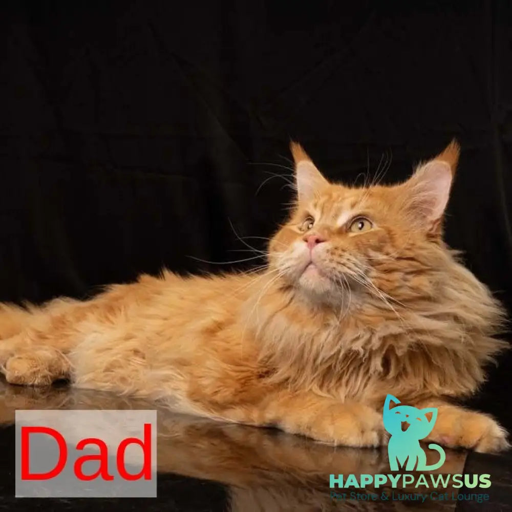 Yucca Maine Coon female red tabby - live animals