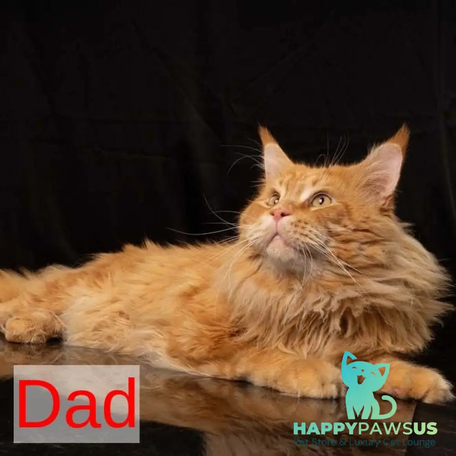 Yucca Maine Coon female red tabby - live animals