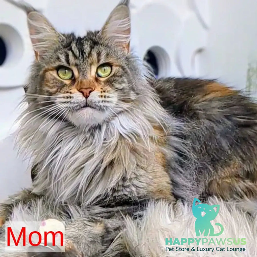Yucca Maine Coon female red tabby - live animals