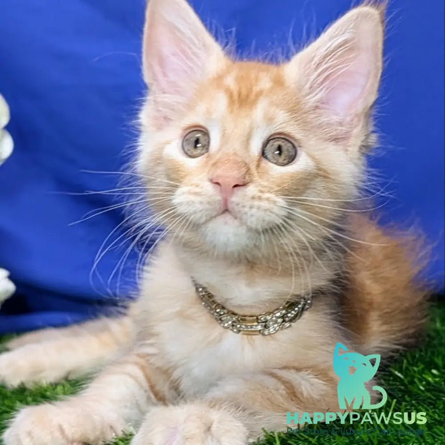 Yucca Maine Coon female red tabby - live animals