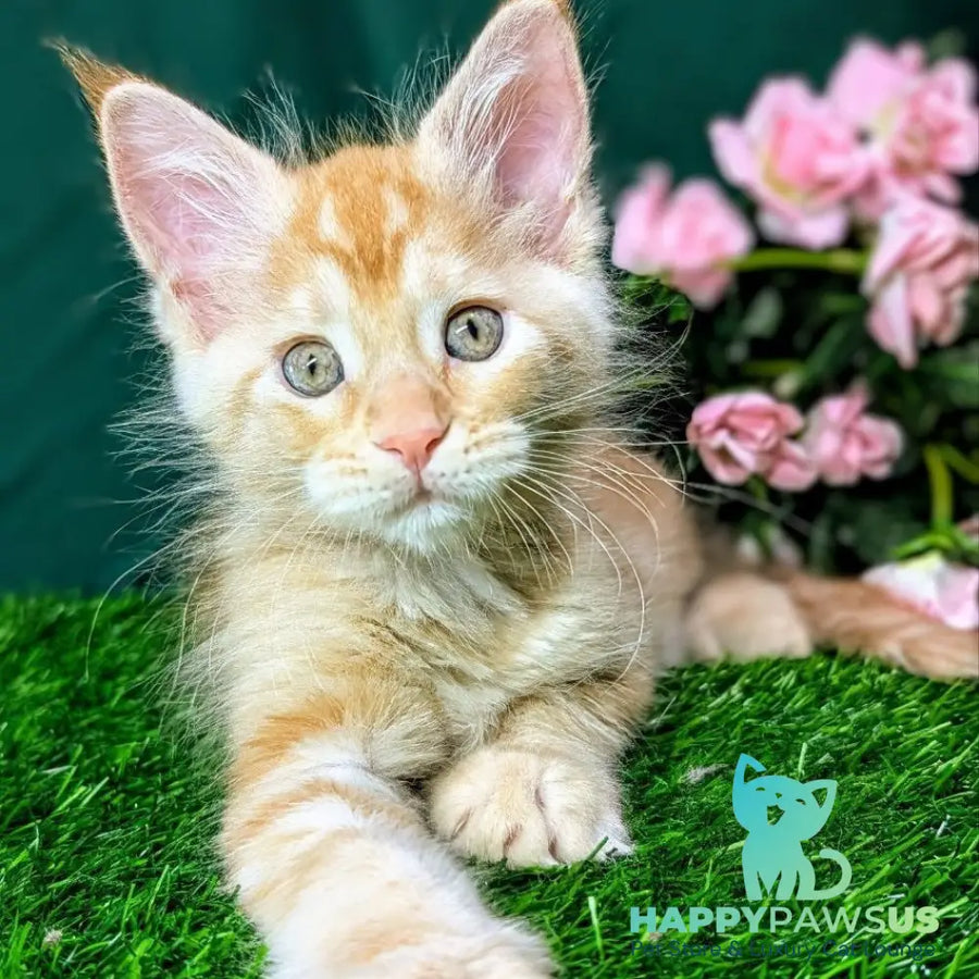 Yucca Maine Coon female red tabby - live animals