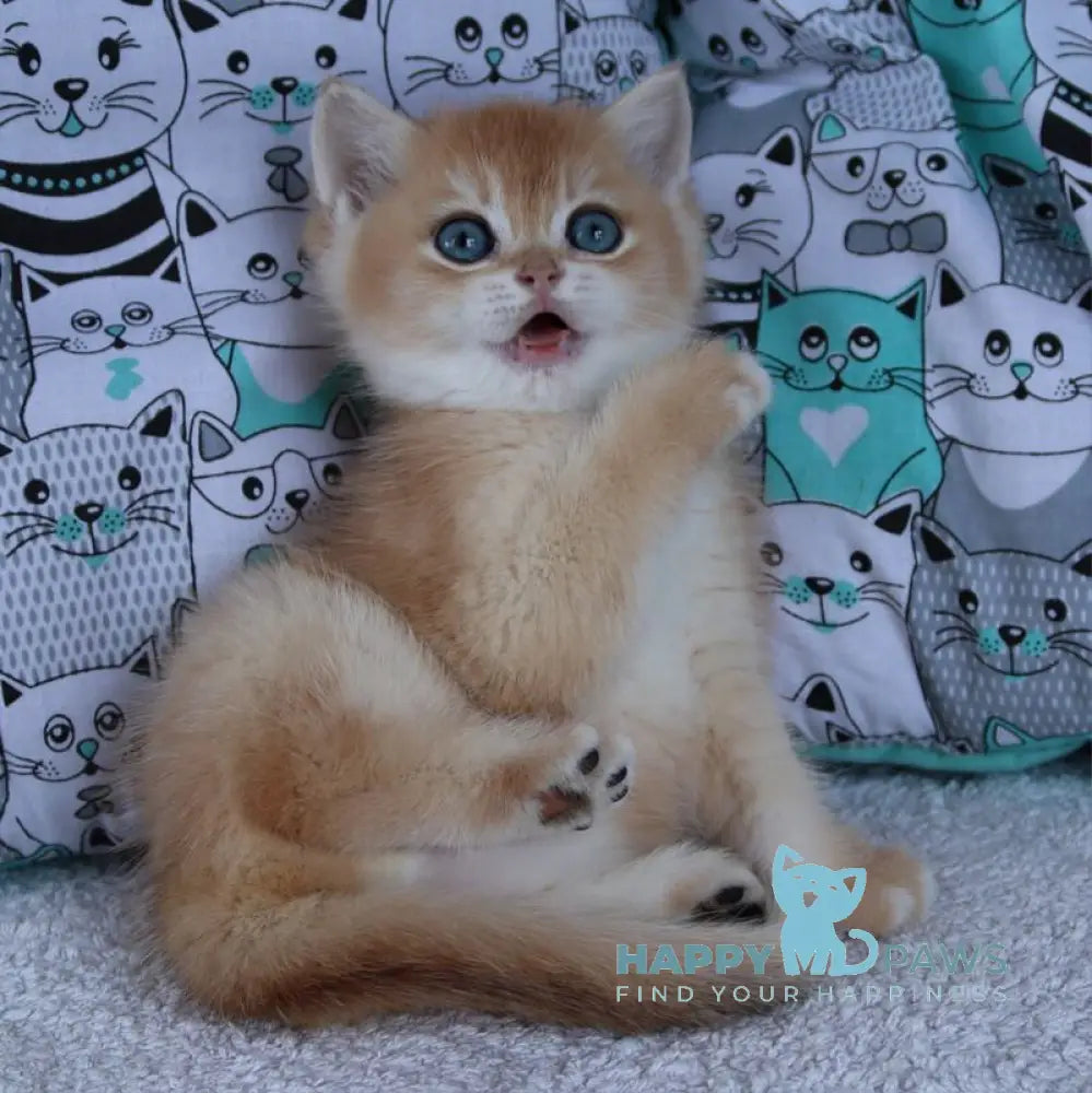 Yudgika British Shorthair female black golden chinchilla live animals