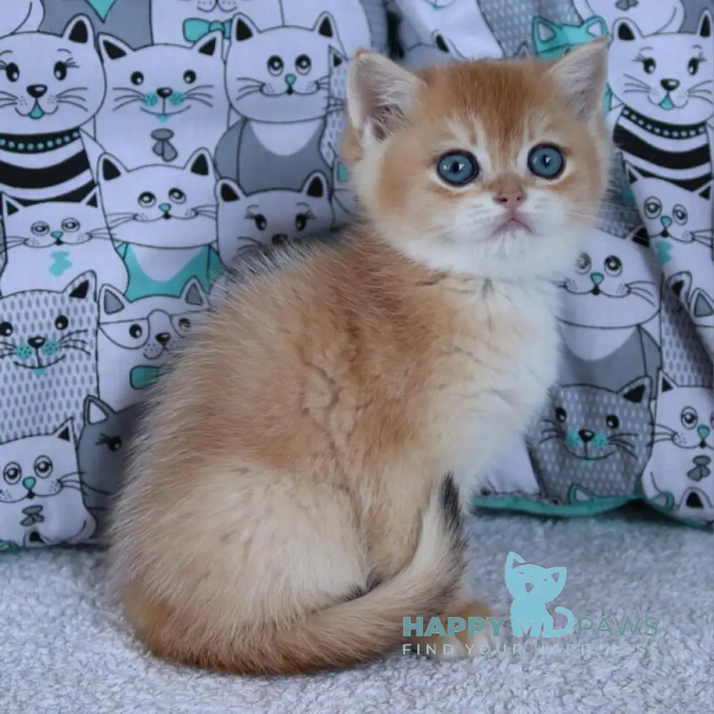 Yudgika British Shorthair female black golden chinchilla live animals