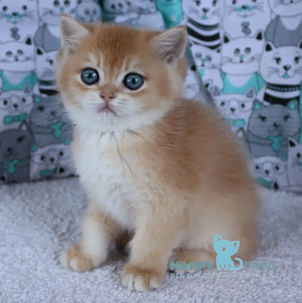 Yudgika British Shorthair female black golden chinchilla live animals