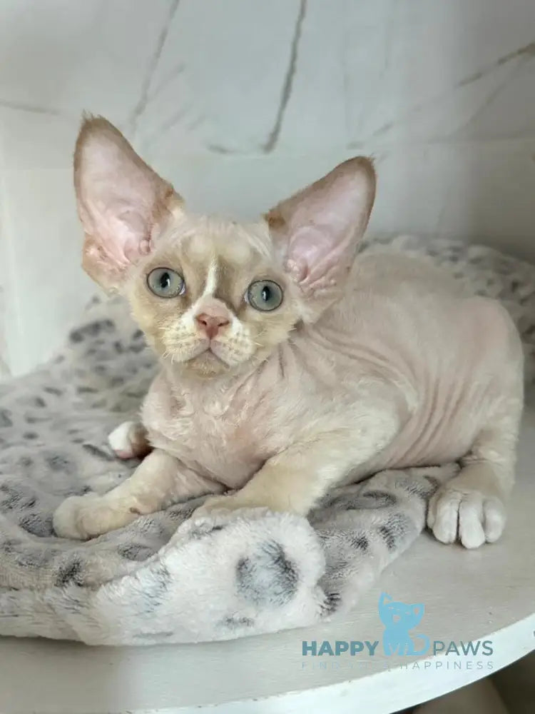 Yudgin Devon Rex male chocolate pointed with white live animals