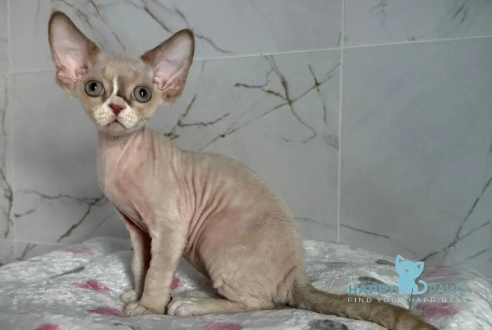 Yudgin Devon Rex male chocolate pointed with white live animals