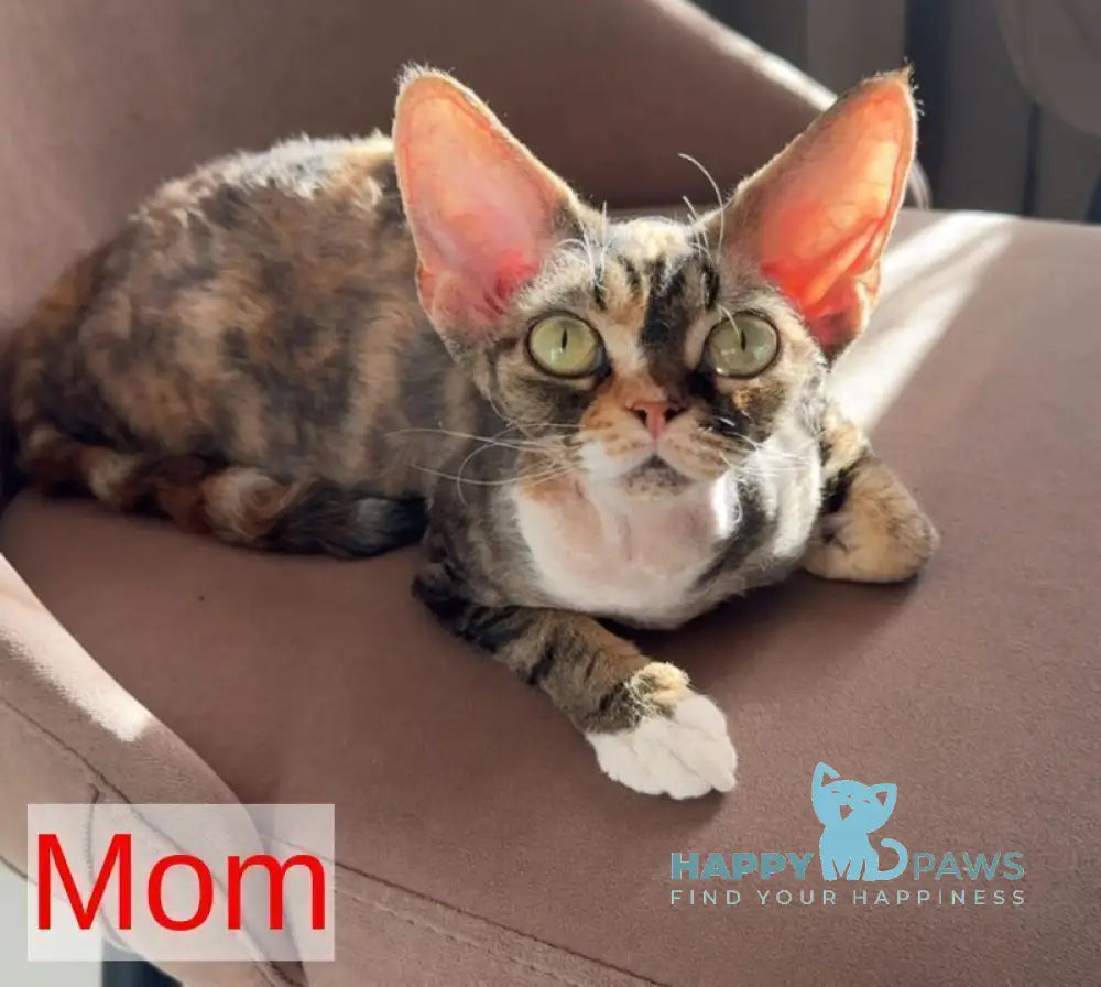 Yudgin Devon Rex male chocolate pointed with white live animals