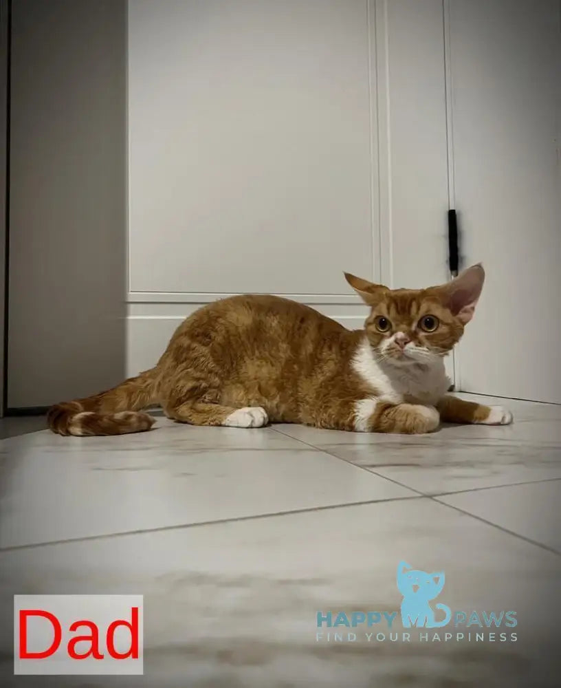 Yudgin Devon Rex male chocolate pointed with white live animals