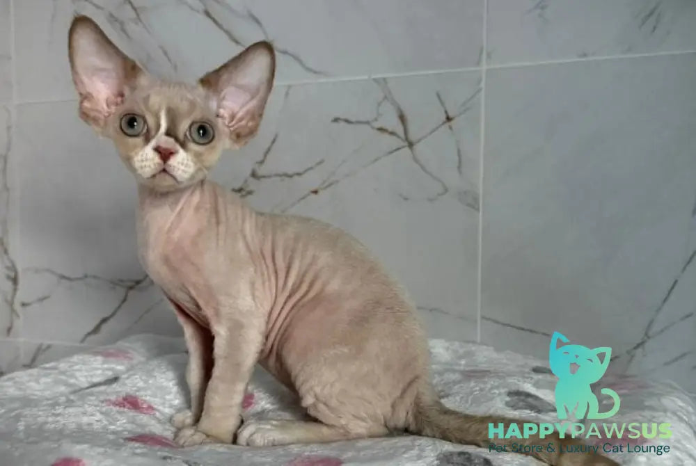 Yudgin Devon Rex male chocolate pointed with white live animals
