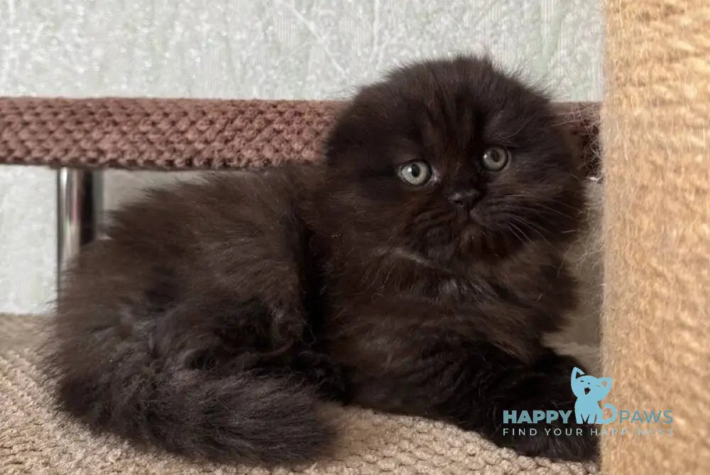Yudjin Scottish Fold male black live animals