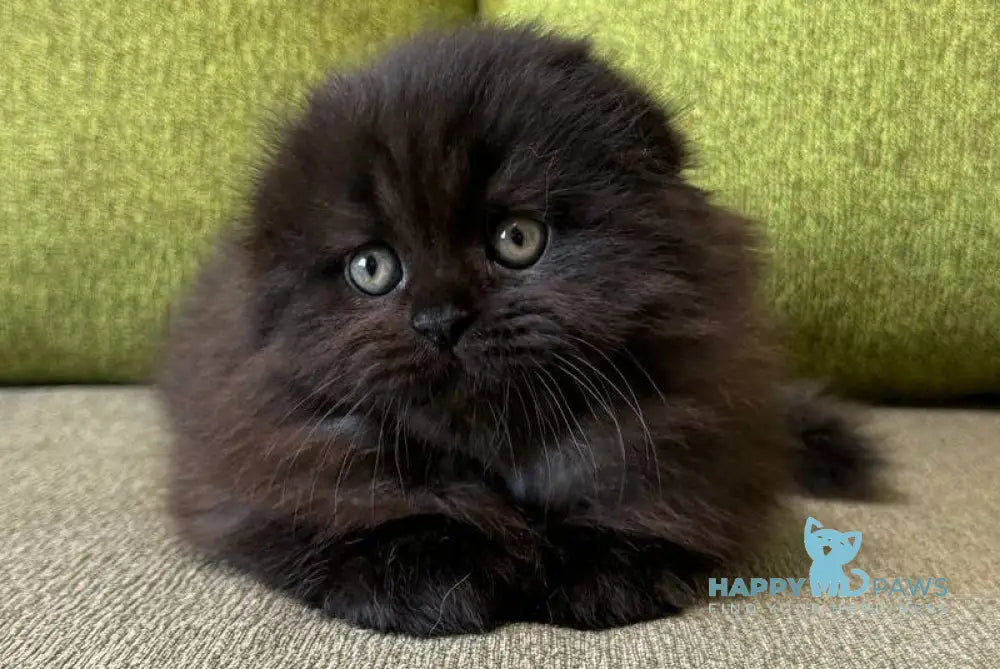 Yudjin Scottish Fold male black live animals
