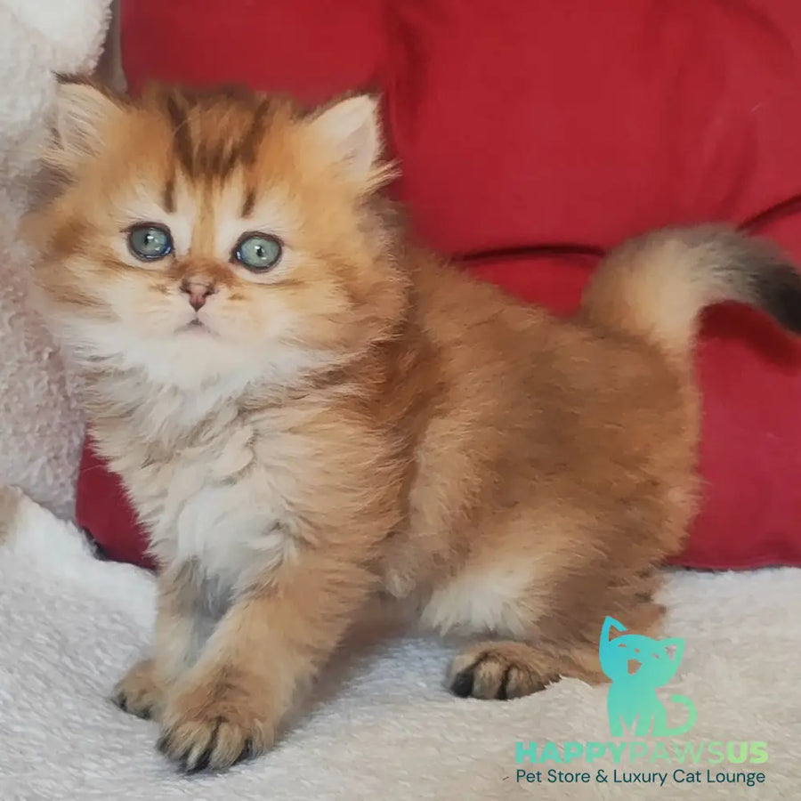 Yudjin Scottish Straight male black golden ticked tabby - live animals