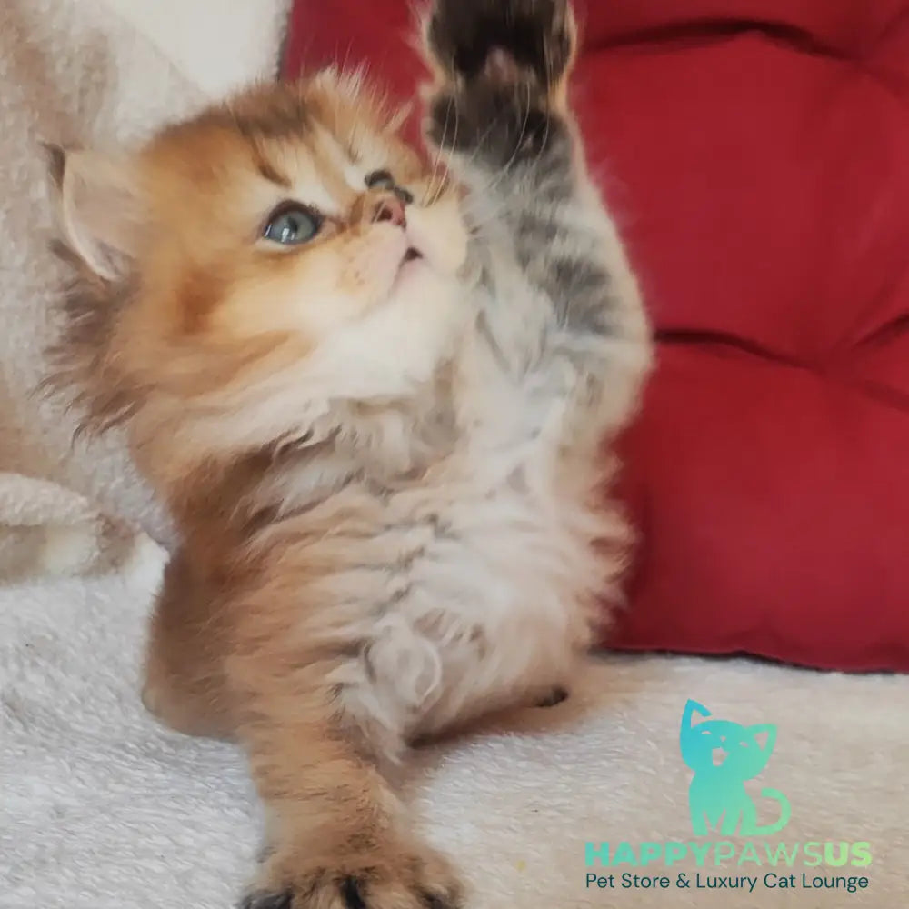 Yudjin Scottish Straight male black golden ticked tabby - live animals