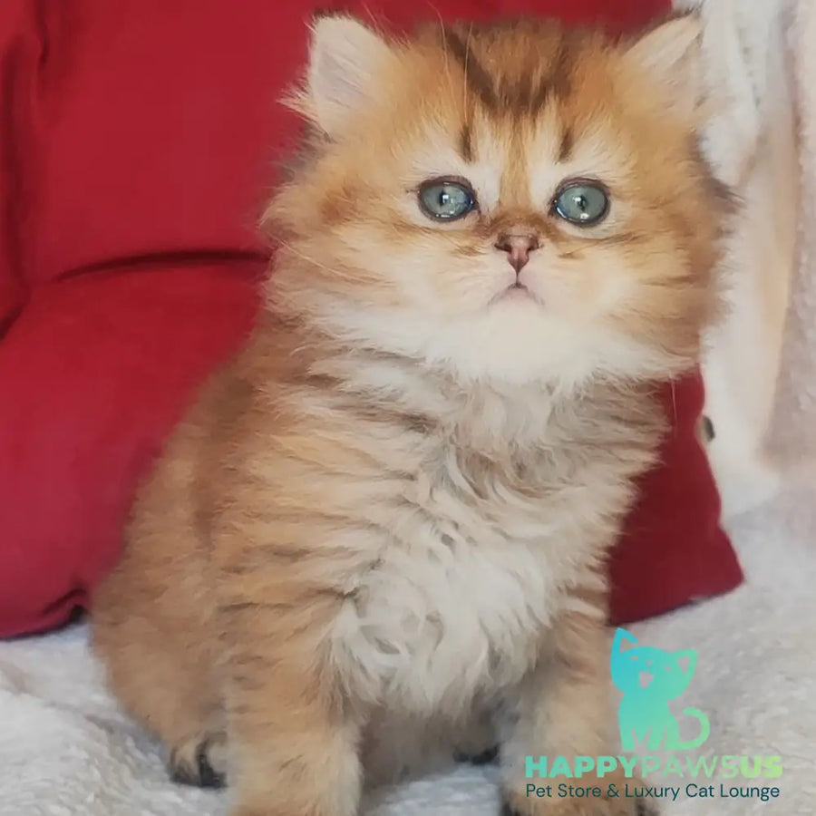 Yudjin Scottish Straight male black golden ticked tabby - live animals