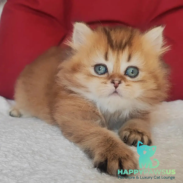 Yudjin Scottish Straight male black golden ticked tabby - live animals