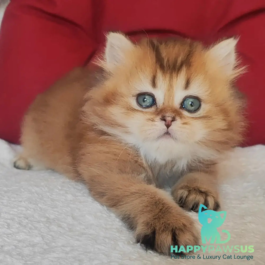 Yudjin Scottish Straight male black golden ticked tabby - live animals
