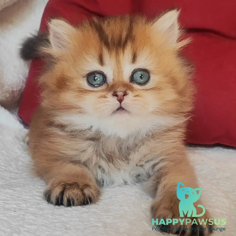 Yudjin Scottish Straight male black golden ticked tabby - live animals