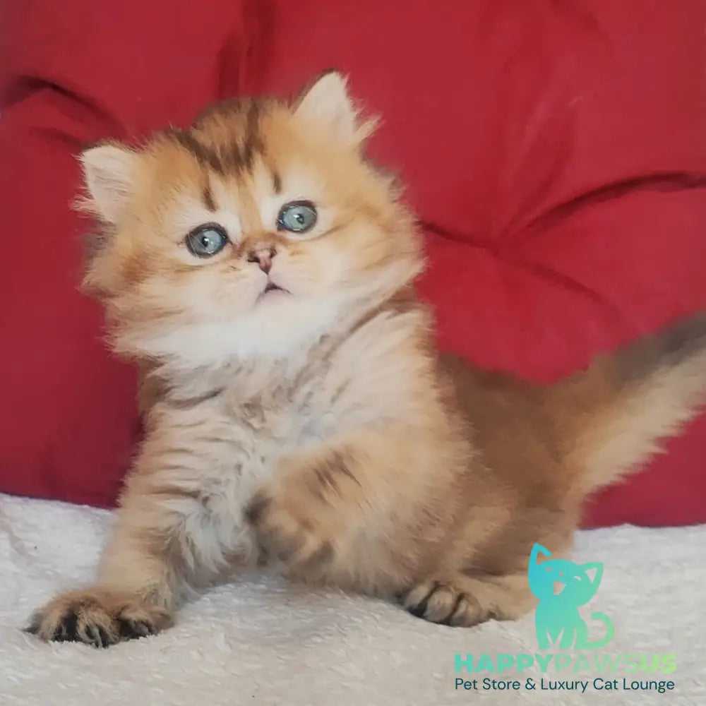 Yudjin Scottish Straight male black golden ticked tabby - live animals
