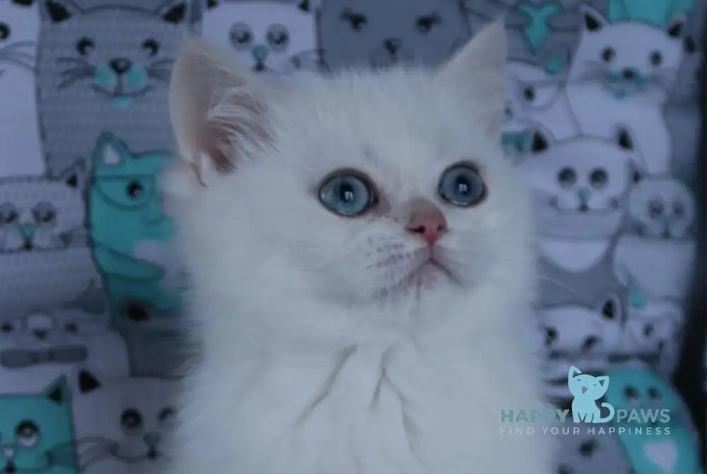 Yuka British Shorthair female black golden chinchilla pointed live animals