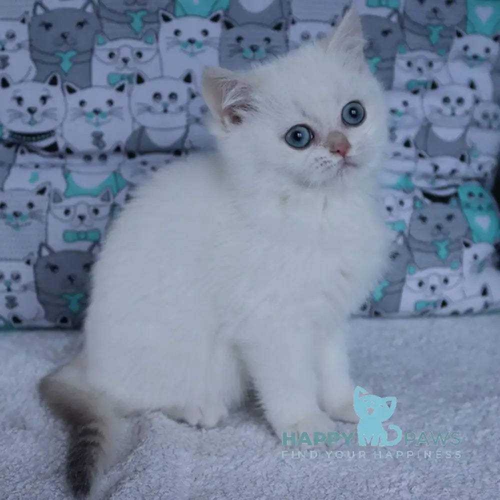 Yuka British Shorthair female black golden chinchilla pointed live animals