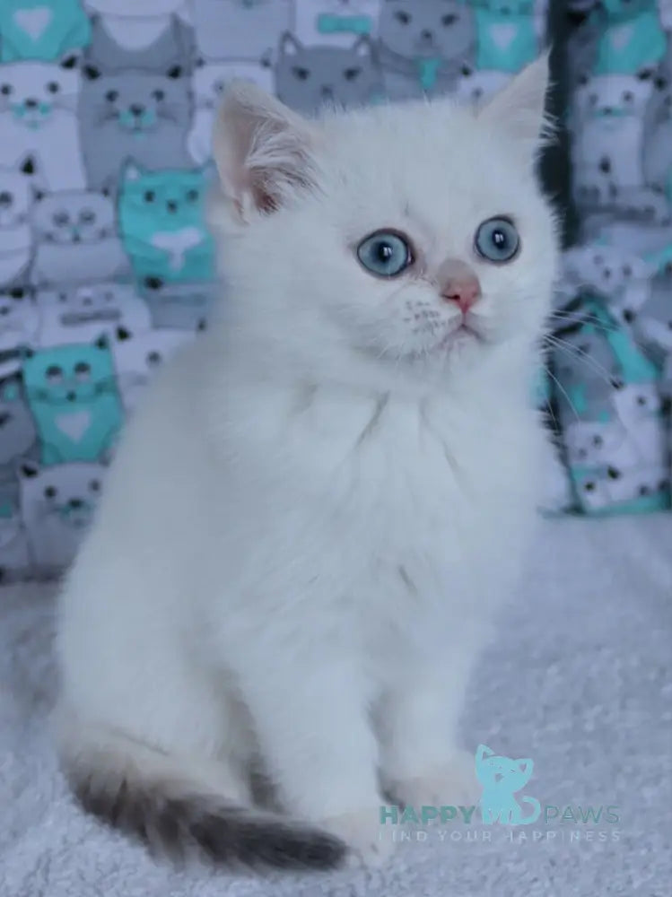 Yuka British Shorthair female black golden chinchilla pointed live animals