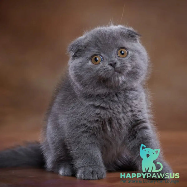 Yuka Scottish Fold female blue - live animals