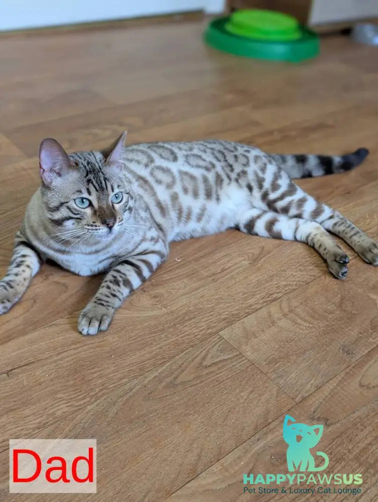 Yuki Bengal female black spotted tabby pointed - live animals