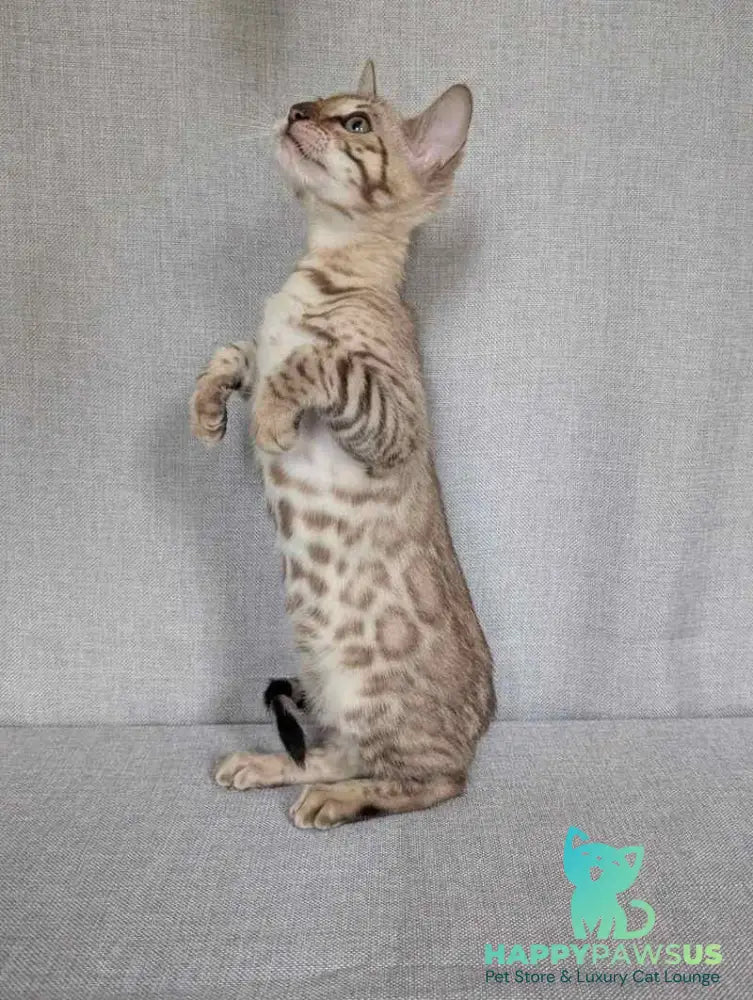 Yuki Bengal female black spotted tabby pointed - live animals