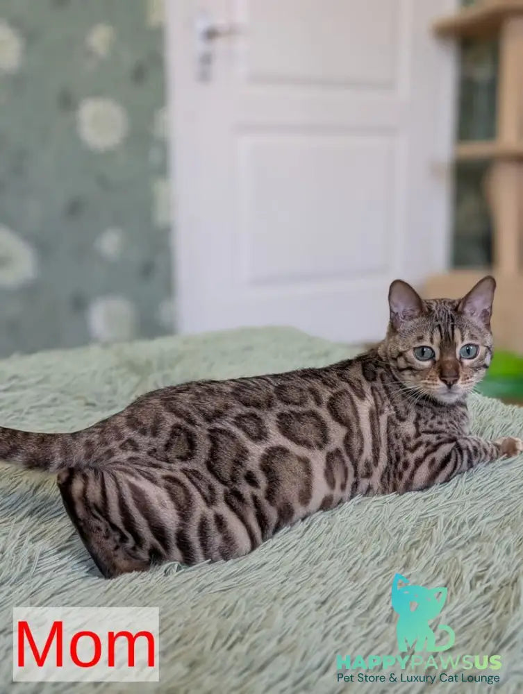 Yuki Bengal female black spotted tabby pointed - live animals