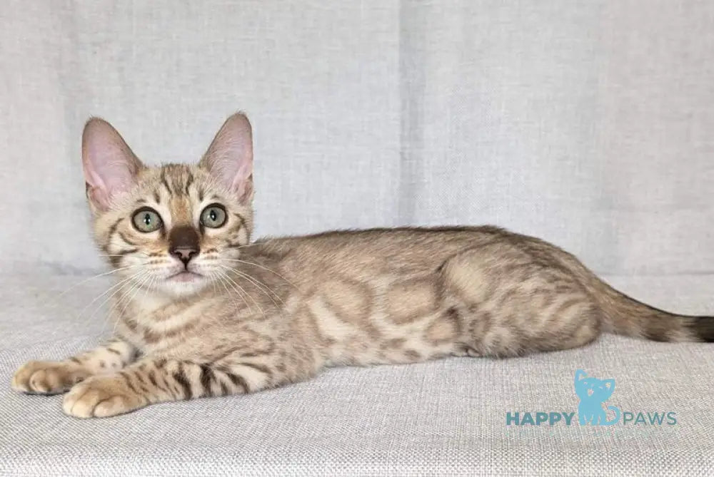 Yuki Bengal female black spotted tabby pointed - live animals