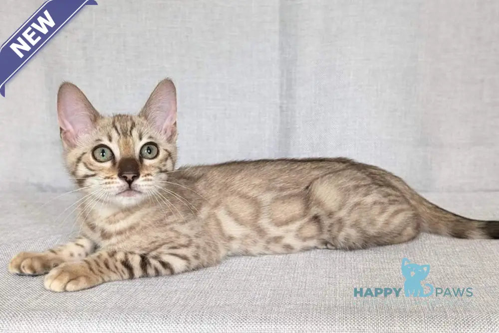 Yuki Bengal female black spotted tabby pointed - live animals