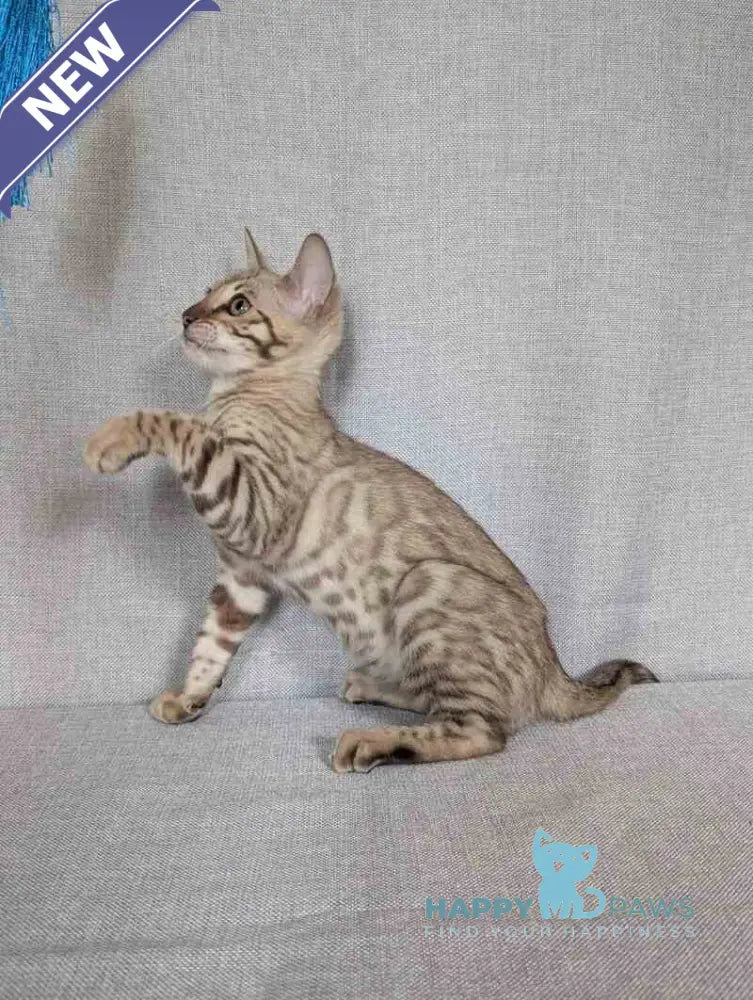Yuki Bengal female black spotted tabby pointed - live animals